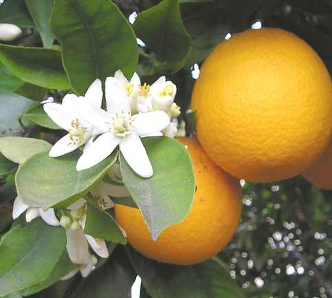 Citrus aurantium